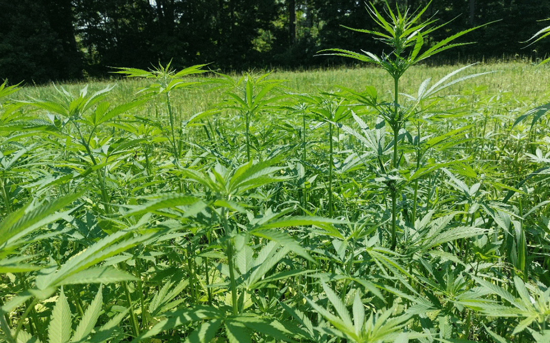 Chapter 1: GROW — Rediscovering Cannabis as a Food Crop